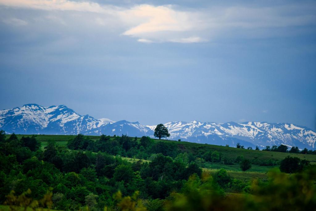 კორბოული