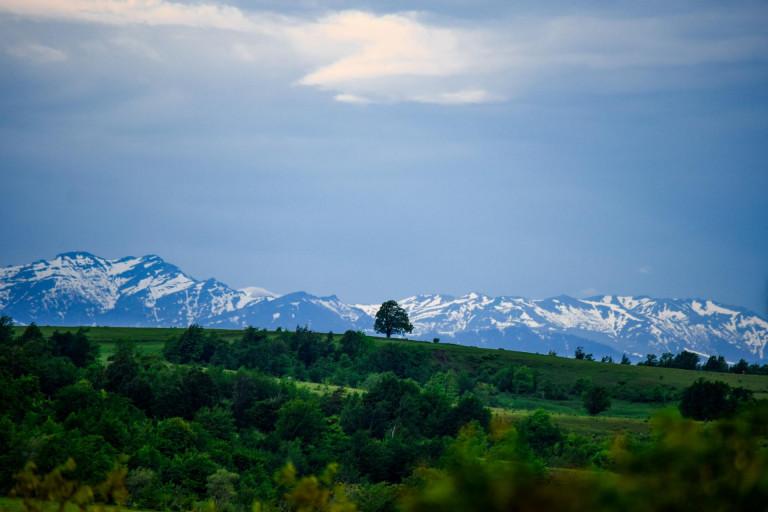 კორბოული