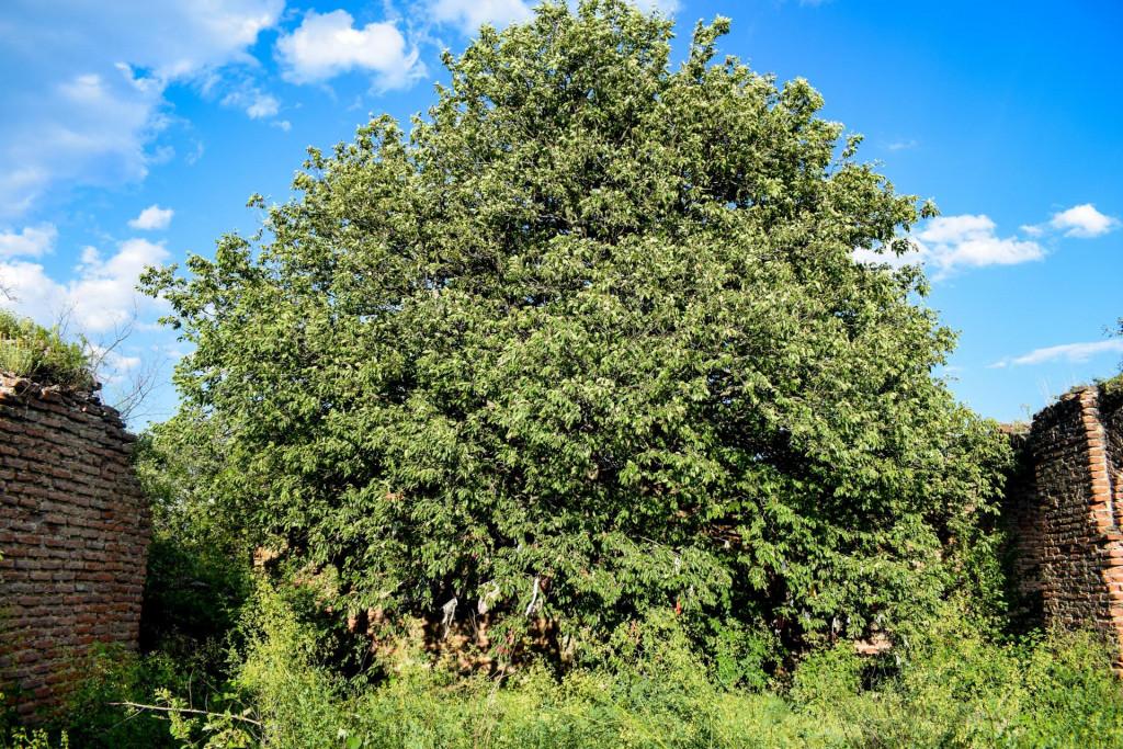 ალვანის ცხრაკარას სასახლე