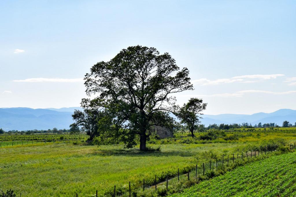 ბაიხოს (ოჟიოს) სამების ეკლესია