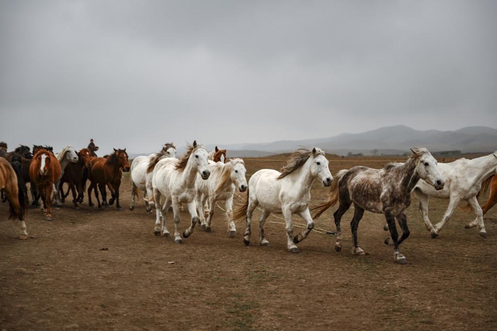 Vashlovani Horse Tour