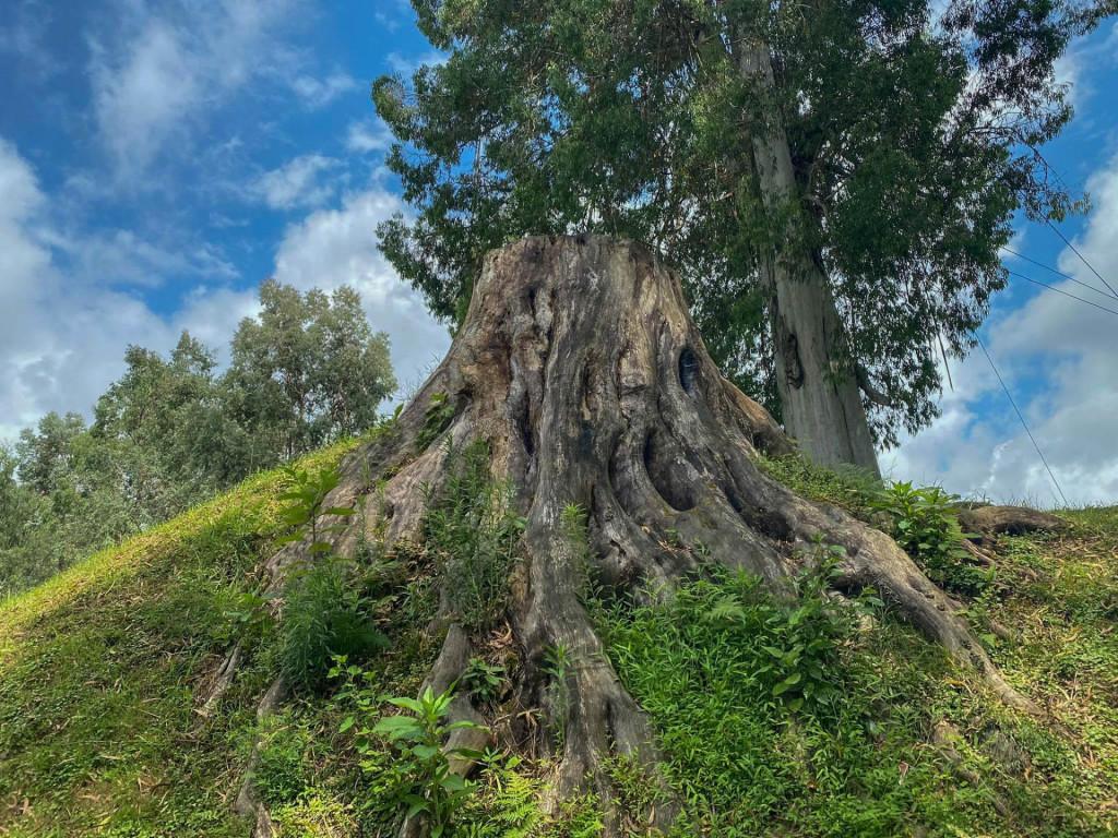 შეკვეთილის დენდროლოგიური პარკი Shekvetili Dendrological Park Дендрологический парк Шекветили