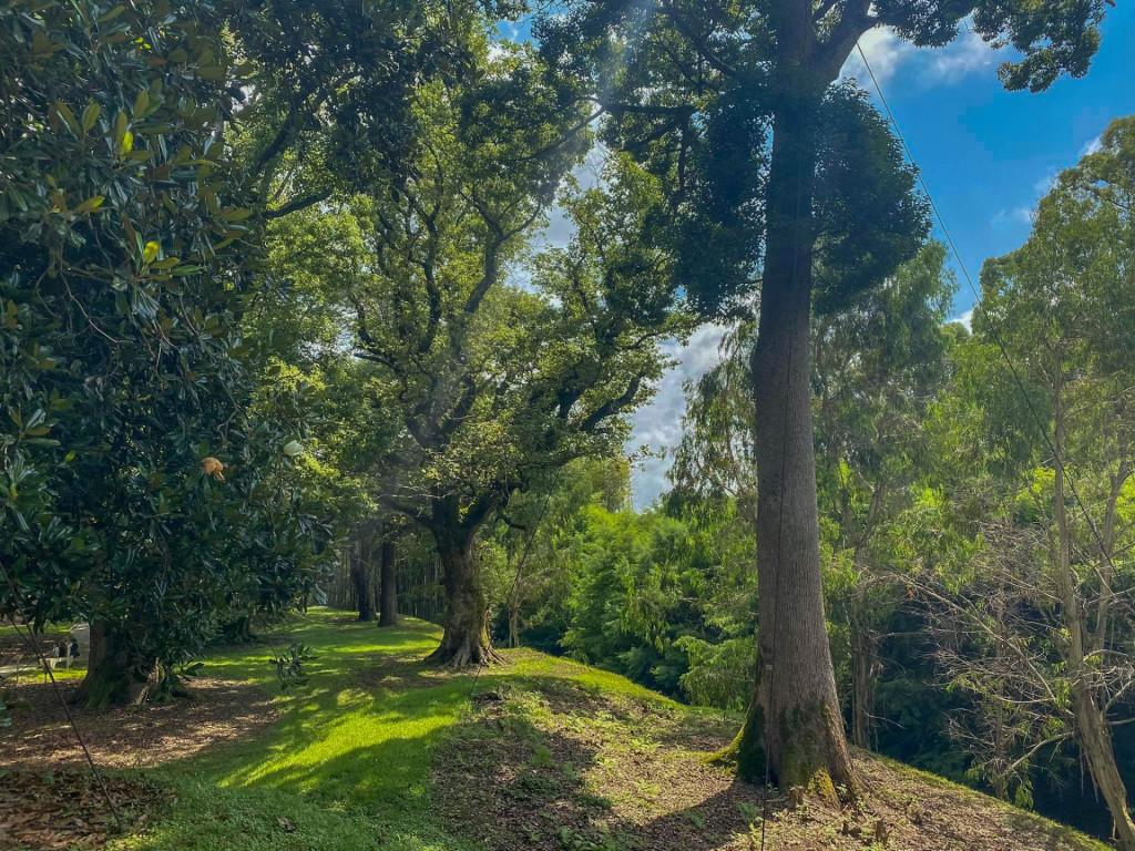 შეკვეთილის დენდროლოგიური პარკი Shekvetili Dendrological Park Дендрологический парк Шекветили