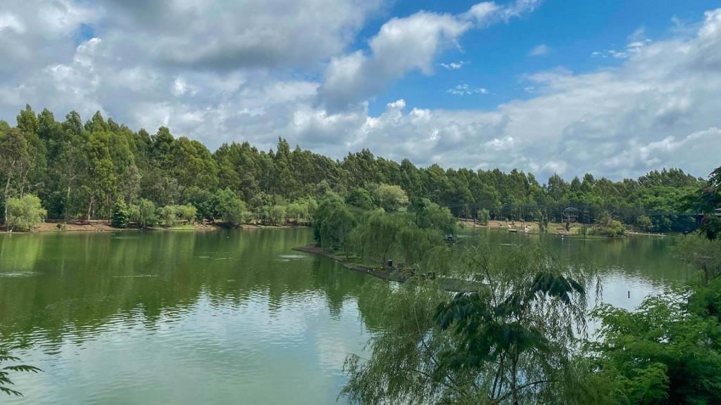 შეკვეთილის დენდროლოგიური პარკი Shekvetili Dendrological Park Дендрологический парк Шекветили