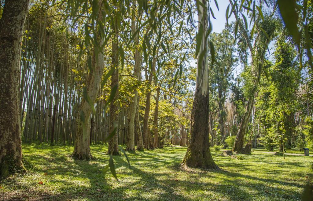 წვერმაღალას პარკი Tsvermagala Park Цвермагала Парк
