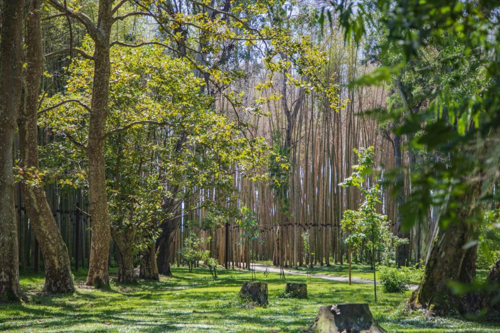 წვერმაღალას პარკი Tsvermagala Park Цвермагала Парк