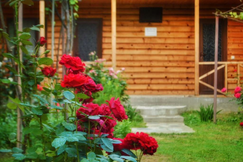 კოტეჯი შოდა