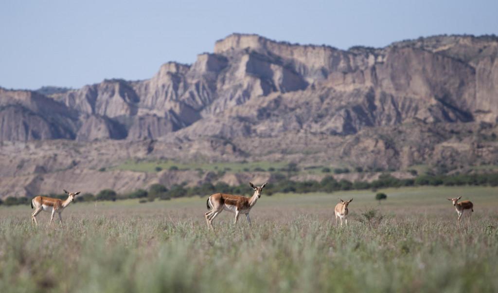 Private Wilderness Tour in Vashlovani National Park