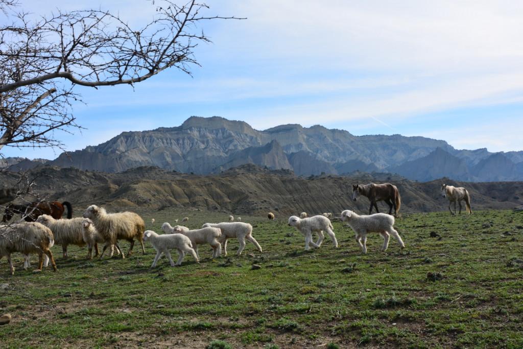 ANNUAL SPRING SHEEP TRANSHUMANCE TO TUSHETI